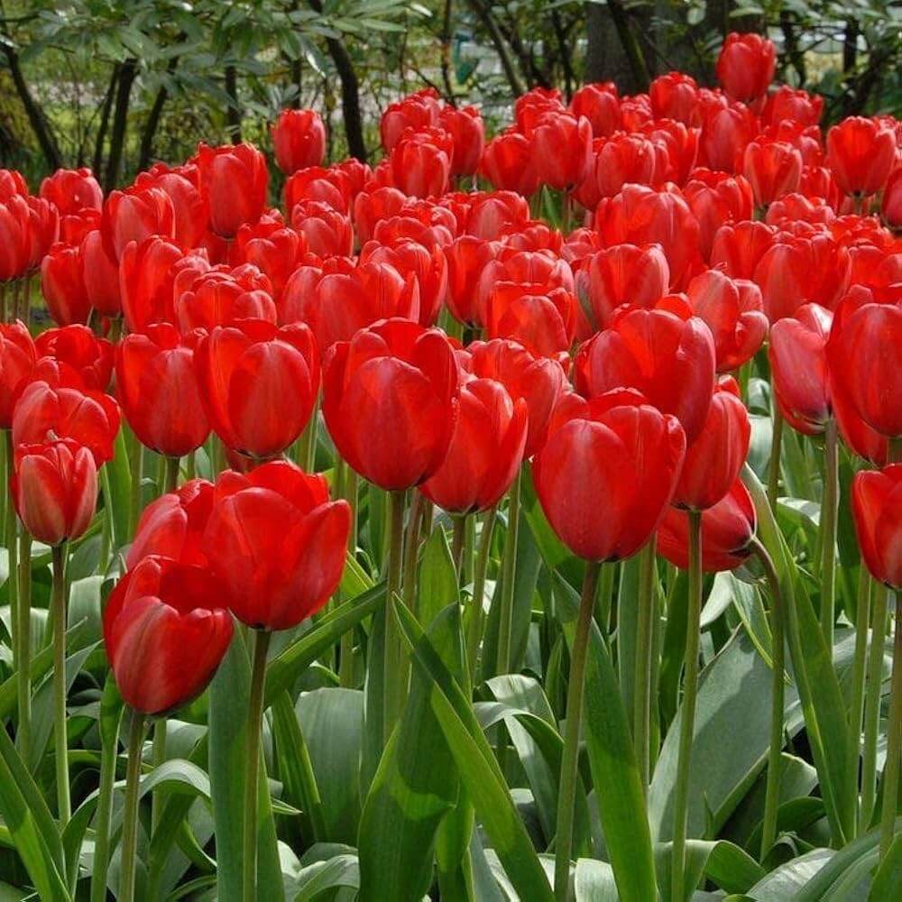 Deep Red Tulip Seeds