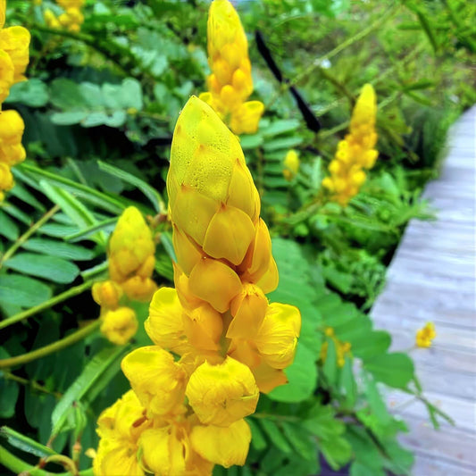 Deep Yellow Candle Bush Seeds - Herbal Plant for Home Gardens