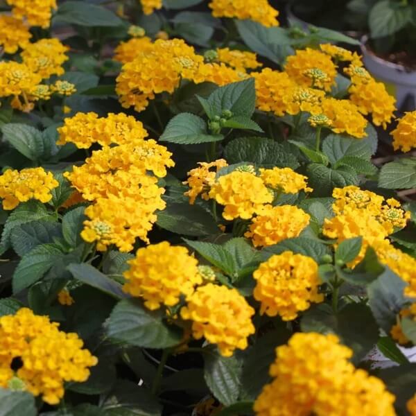 Deep Yellow Lantana  Seeds