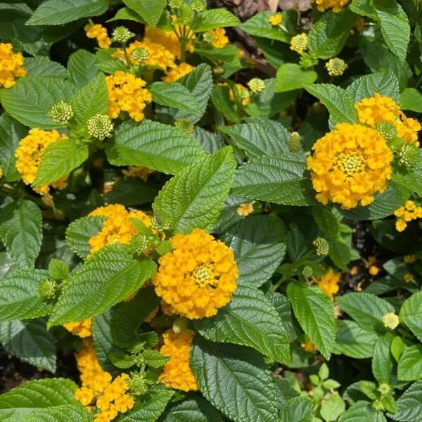 Deep Yellow Lantana  Seeds