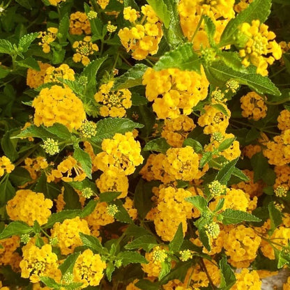 Deep Yellow Lantana  Seeds