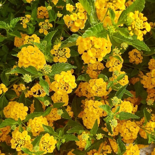 Deep Yellow Lantana  Seeds
