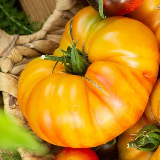 Deep Yellow Tomato Seeds