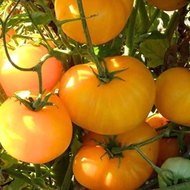 Deep Yellow Tomato Seeds