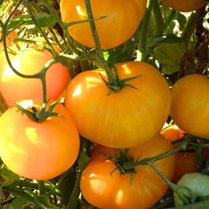 Deep Yellow Tomato Seeds