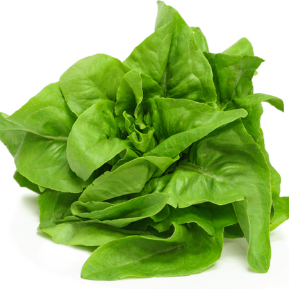Deer Tongue Lettuce seeds - Vegetable Plant