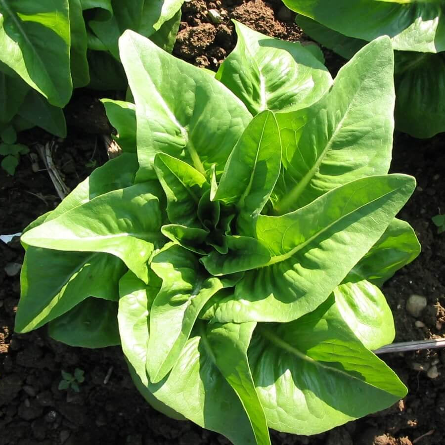 Deer Tongue Lettuce seeds - Vegetable Plant
