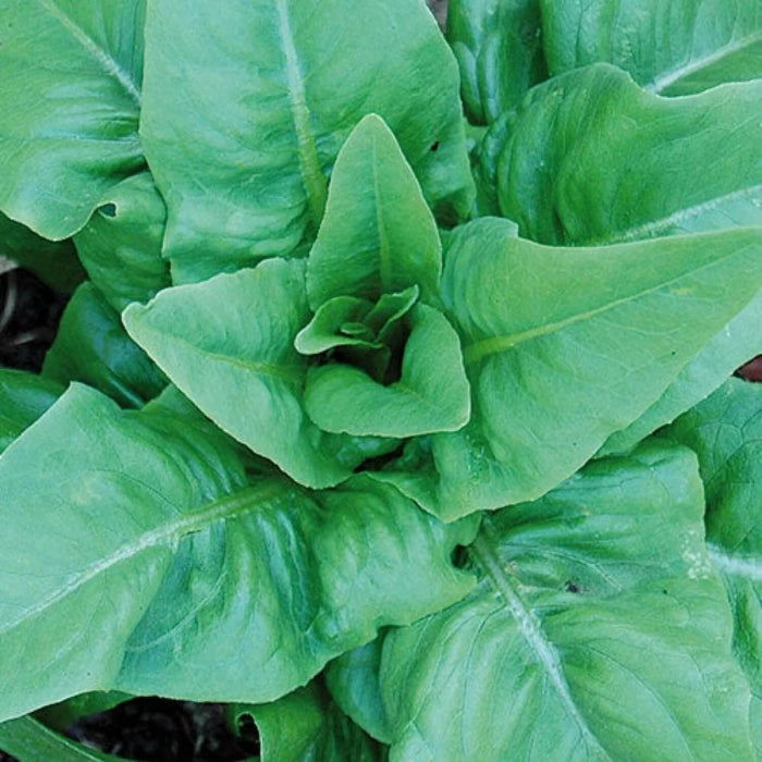 Deer Tongue Lettuce seeds - Vegetable Plant