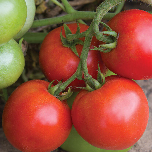Defiant Tomato Seeds - Vegetable Plant