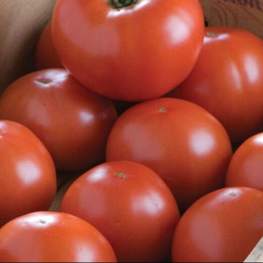 Defiant Tomato Seeds - Vegetable Plant