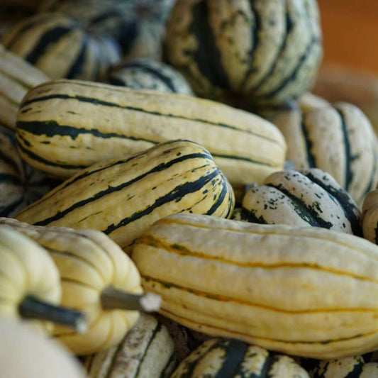 Delicata Squash Seeds