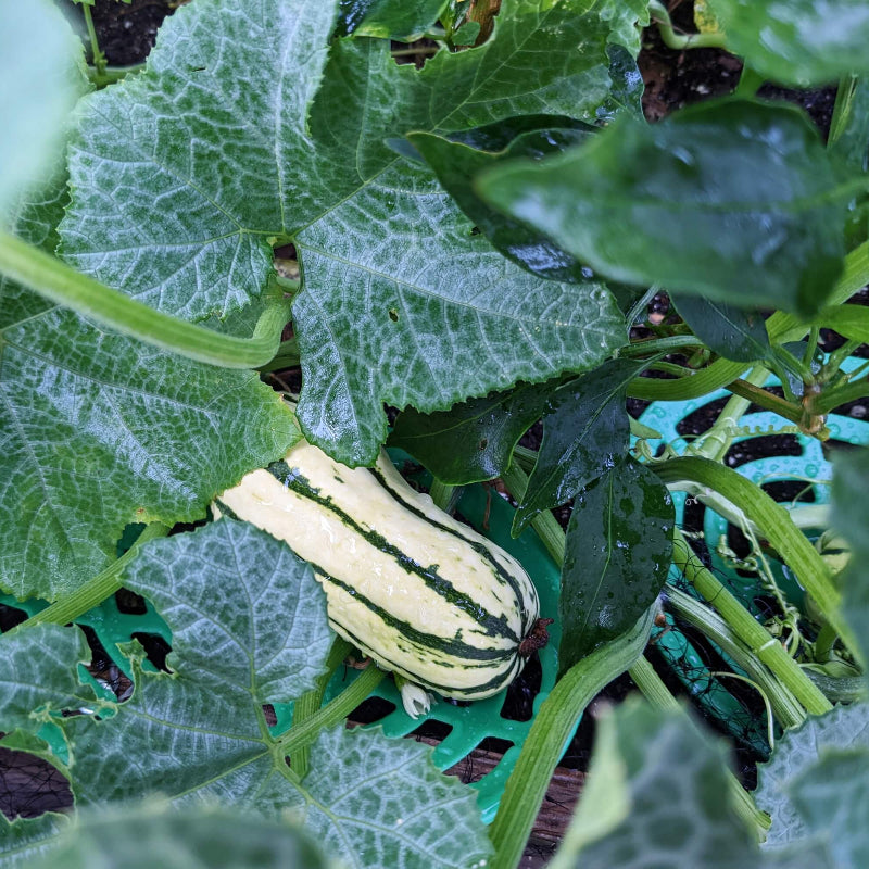 Delicata Squash Seeds