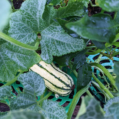Delicata Squash Seeds