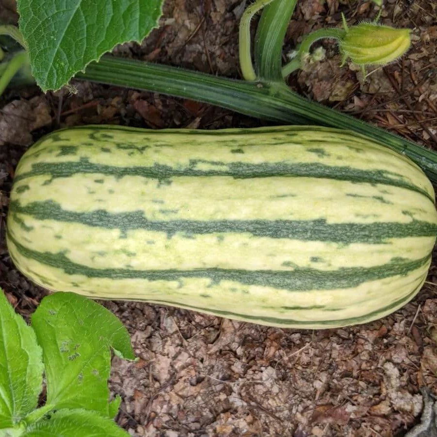 Delicata Squash Seeds
