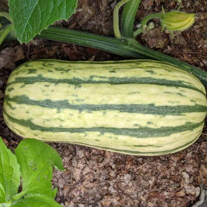 Delicata Squash Seeds