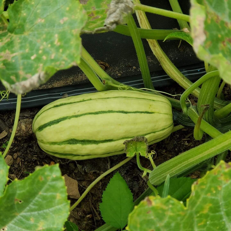 Delicata Squash Seeds
