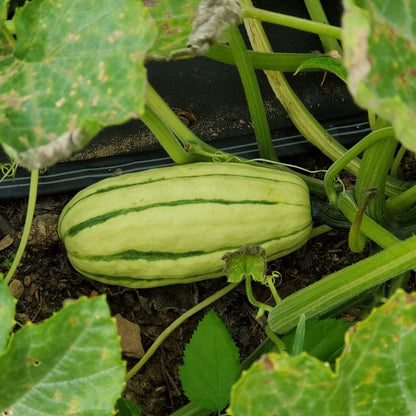 Delicata Squash Seeds