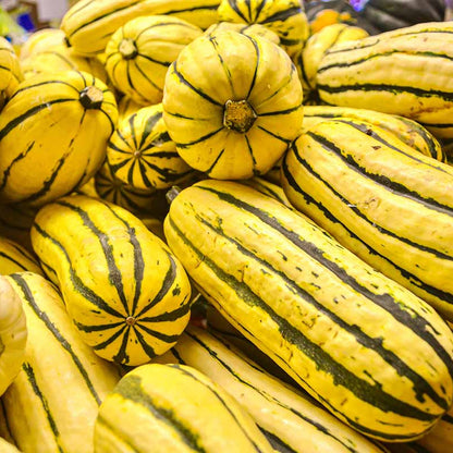 Delicata Squash Seeds 