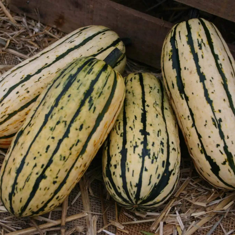 Delicata Squash Seeds 