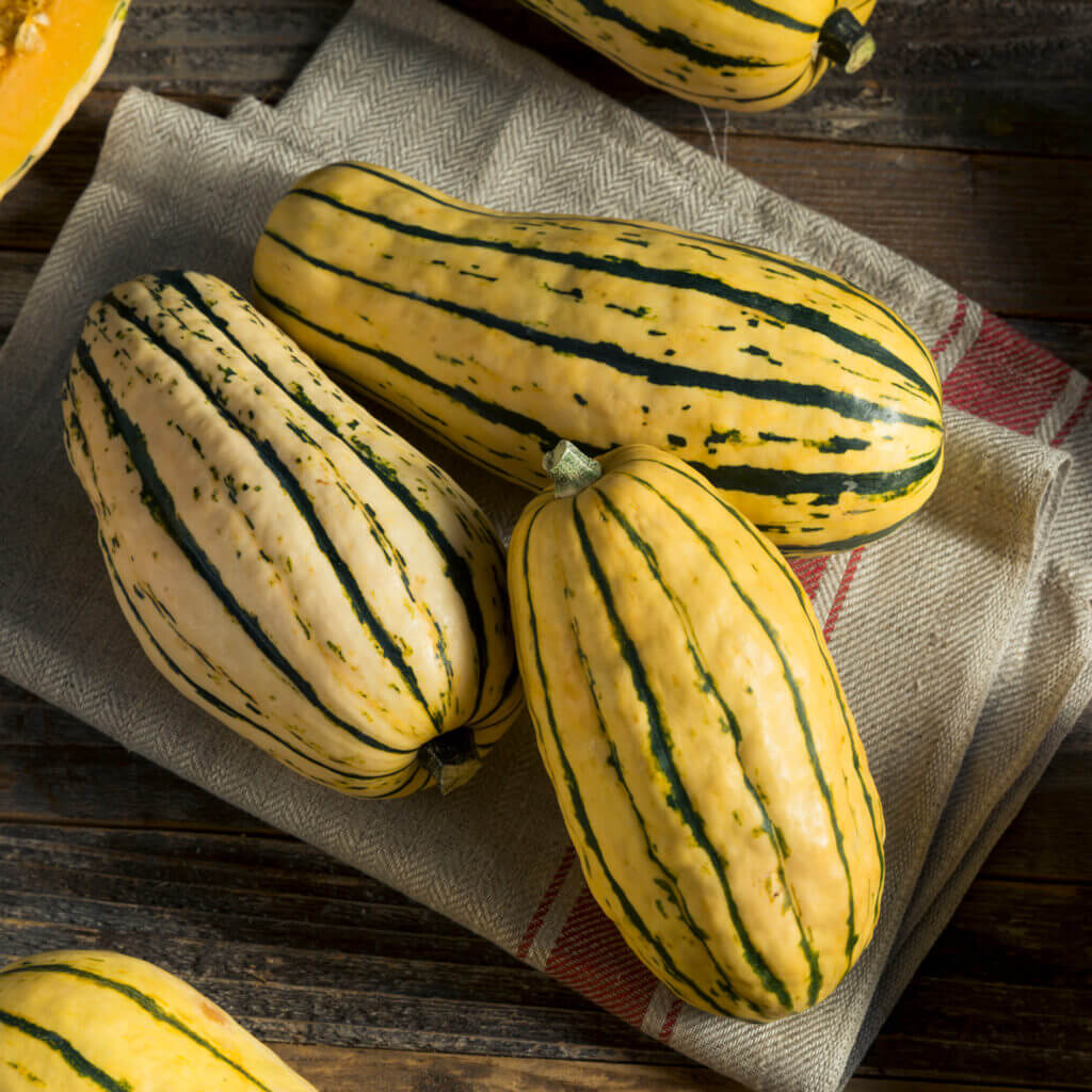 Delicata squash seeds - Vegetable Plant