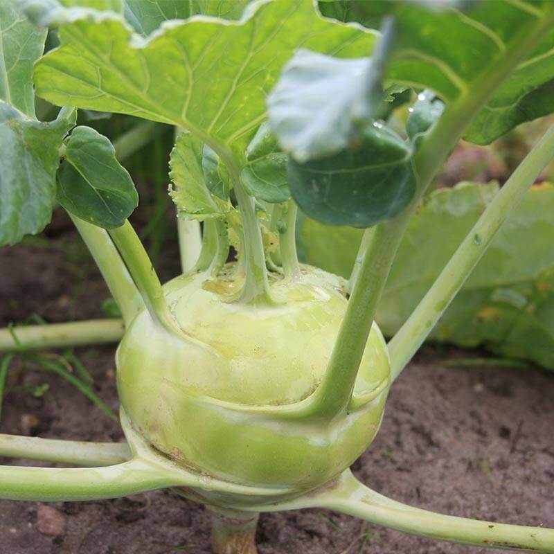 Delicatesse White Kohlrabi Seeds - Heirloom Vegetable Plant for Home Gardens