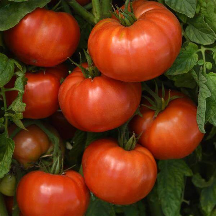Delicious Tomato Seeds - Vegetable Plant