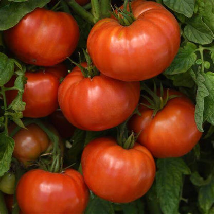 Delicious Tomato Seeds - Vegetable Plant