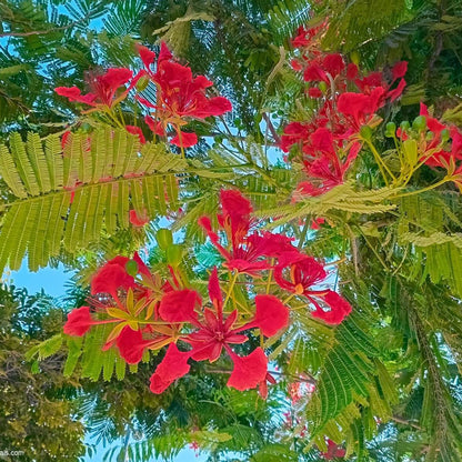 Delonix Regia Bonsai Seeds - Ornamental Tree Plant for Home Gardens