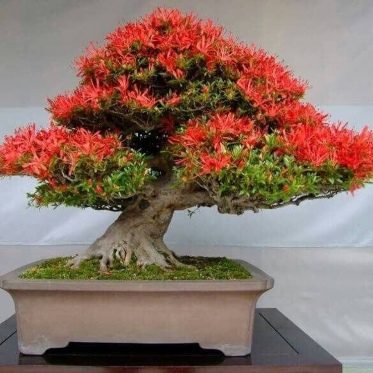 Delonix Regia Bonsai Seeds - Ornamental Tree Plant for Home Gardens