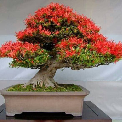 Delonix Regia Bonsai Seeds - Ornamental Tree Plant for Home Gardens