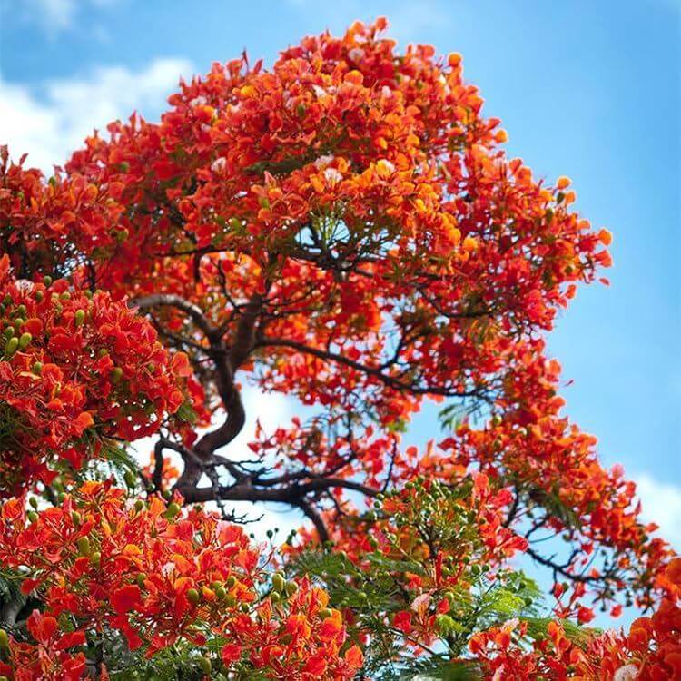 Delonix Regia Bonsai Seeds - Ornamental Tree Plant for Home Gardens