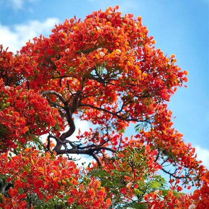 Delonix Regia Bonsai Seeds - Ornamental Tree Plant for Home Gardens