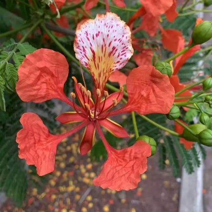 Delonix Regia Bonsai Seeds - Ornamental Tree Plant for Home Gardens