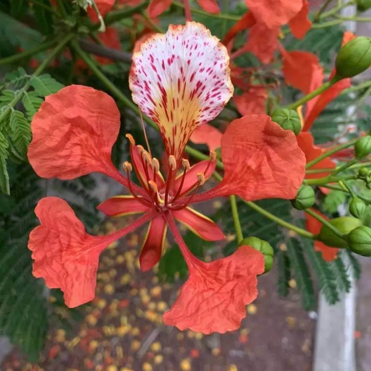 Delonix Regia Seeds - Ornamental Tree Plant for Home Gardens