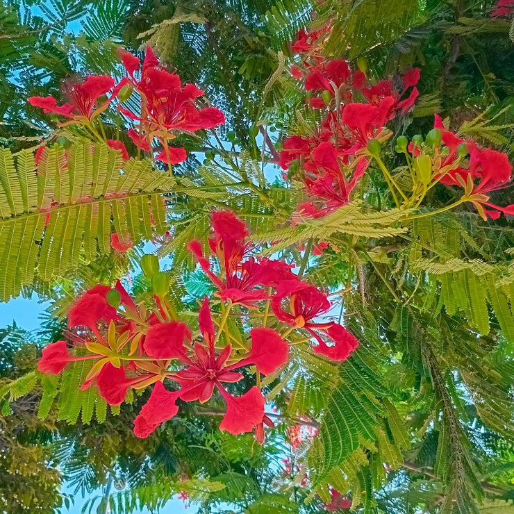 Delonix Regia Seeds - Ornamental Tree Plant for Home Gardens