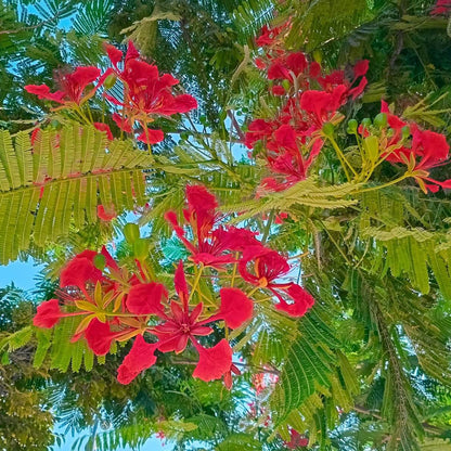 Delonix Regia Seeds - Ornamental Tree Plant for Home Gardens