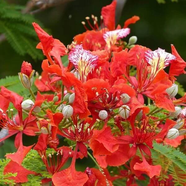 Delonix Regia Seeds - Ornamental Tree Plant for Home Gardens