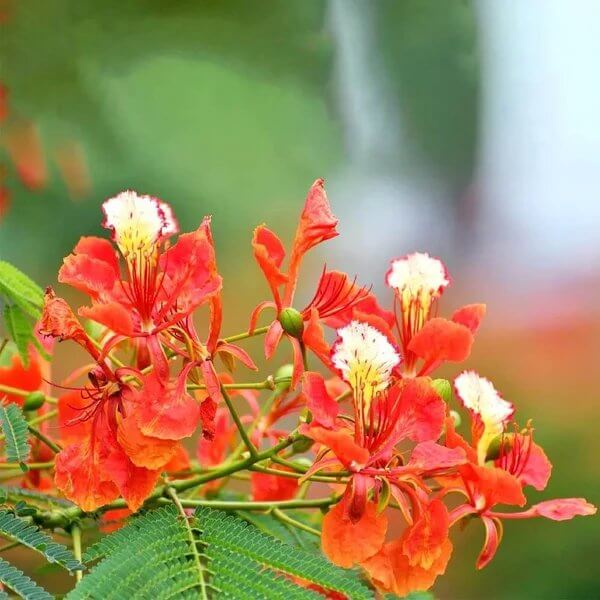 Delonix Regia Seeds - Ornamental Tree Plant for Home Gardens