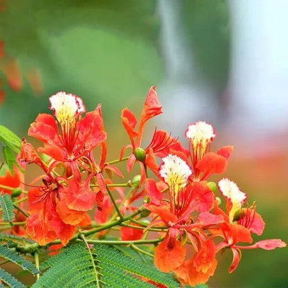 Delonix Regia Seeds - Ornamental Tree Plant for Home Gardens