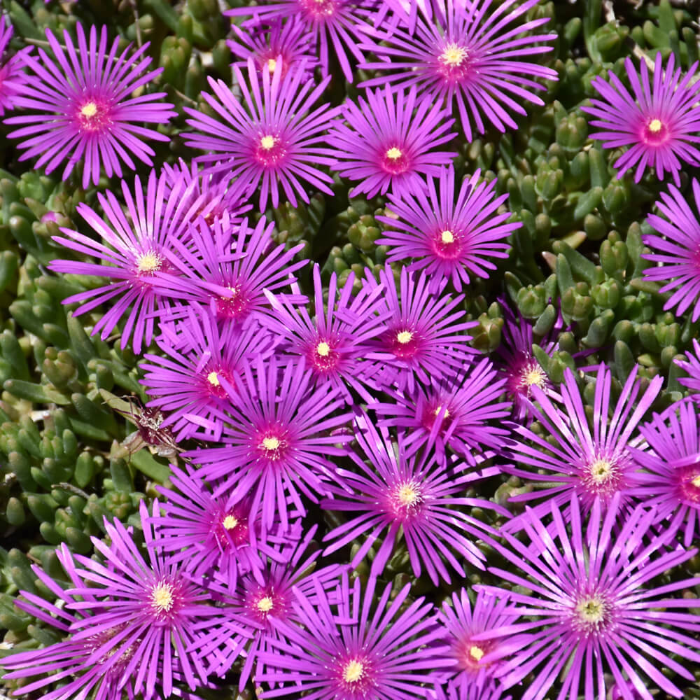 Delosperma African Violet Seeds - Flower Plant