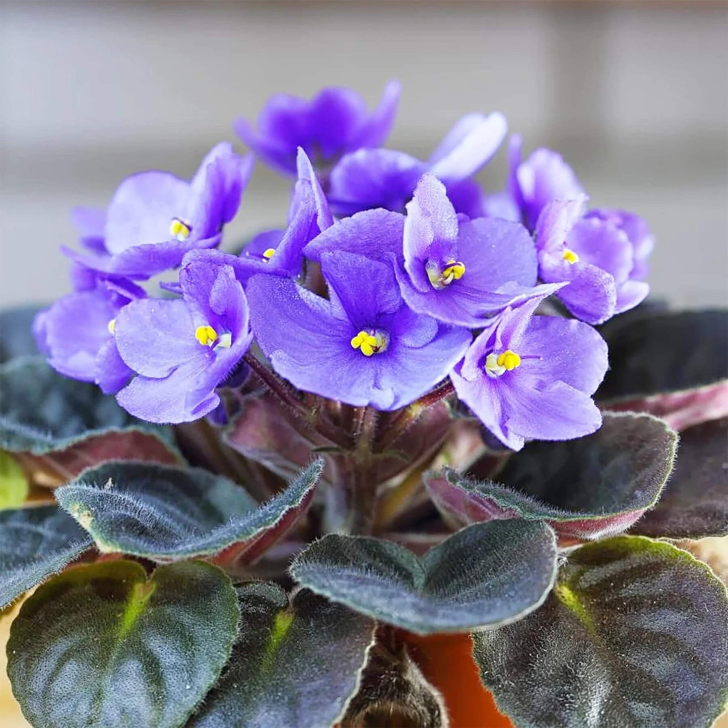 Delosperma African Violet Seeds - Flower Plant