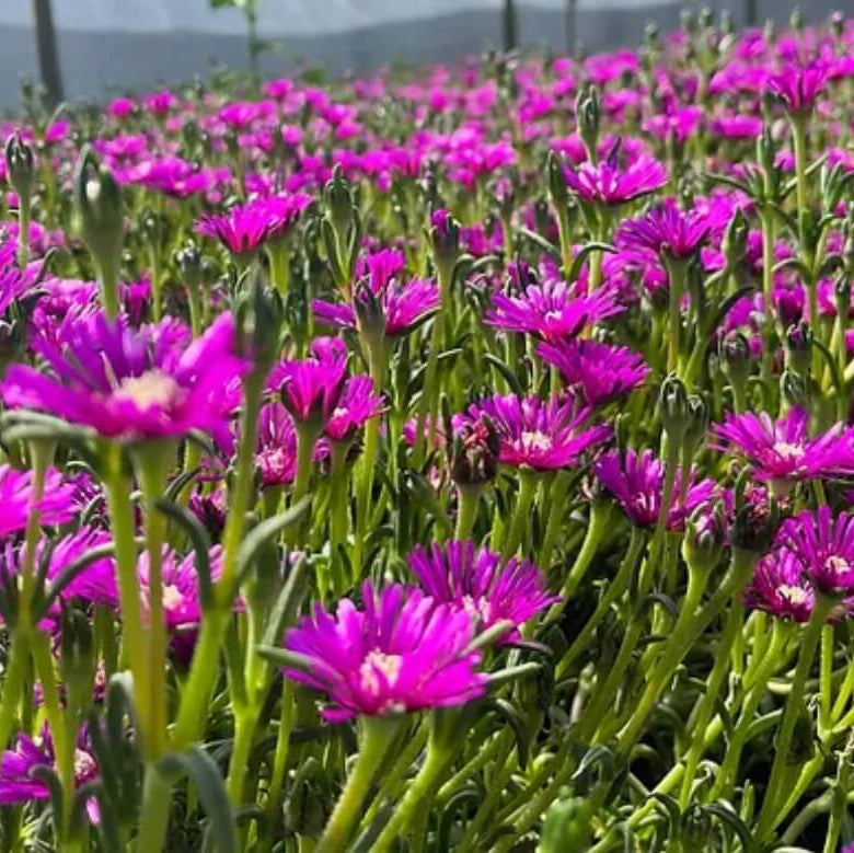 Delosperma African Violet Seeds - Flower Plant