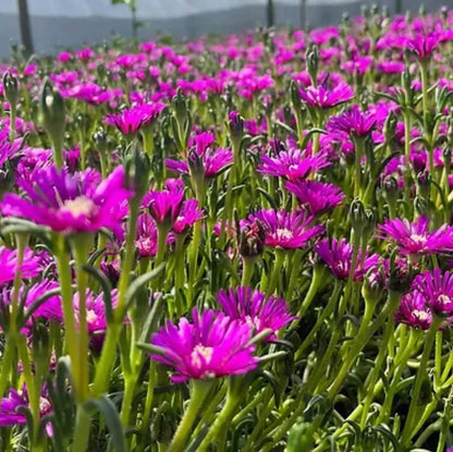 Delosperma African Violet Seeds - Flower Plant