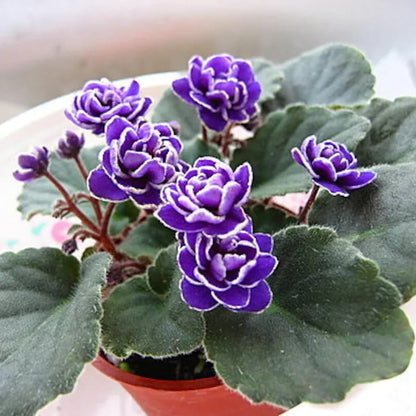 Delosperma African Violet Seeds - Flower Plant