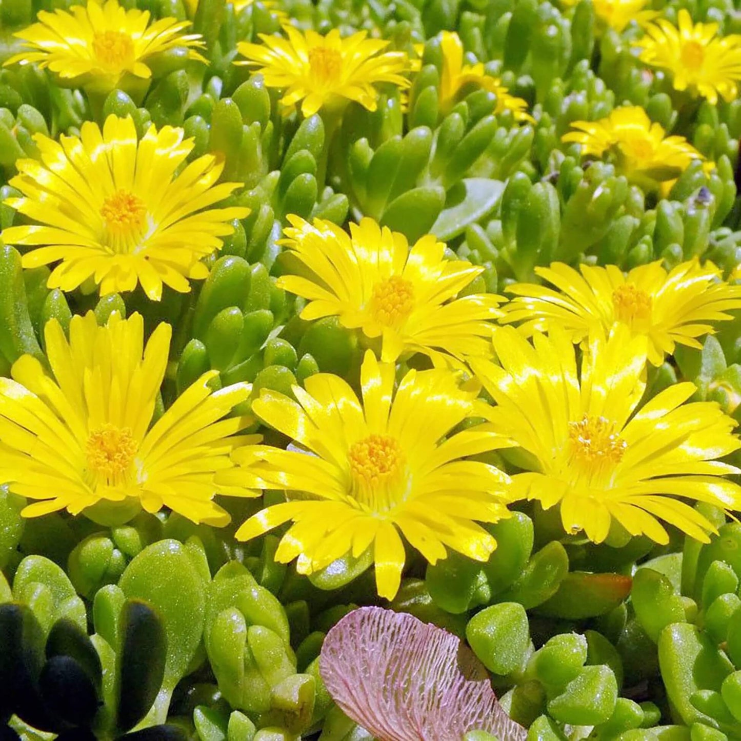 Delosperma African Violet Seeds - Flower Plant