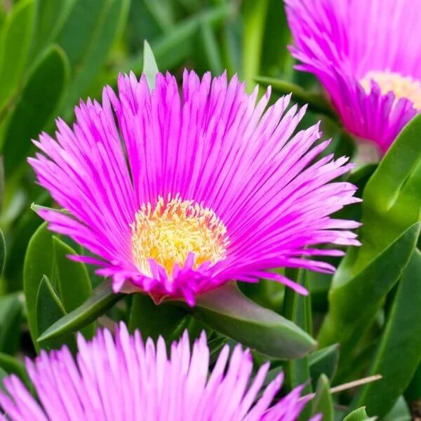 Delosperma Cooperi Seeds - Succulent Plant Seeds for Home Gardens