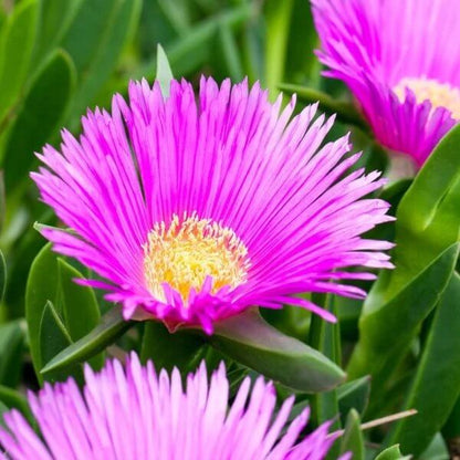 Delosperma Cooperi Seeds - Succulent Plant Seeds for Home Gardens