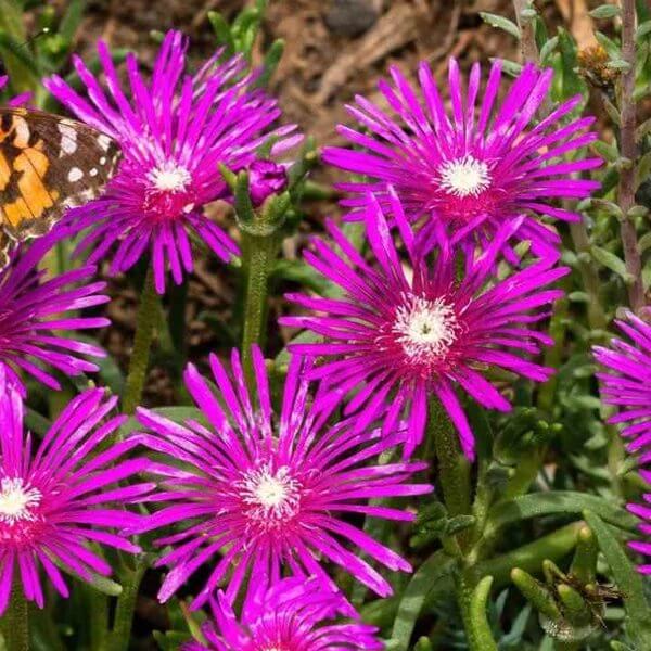 Delosperma Cooperi Seeds - Succulent Plant Seeds for Home Gardens