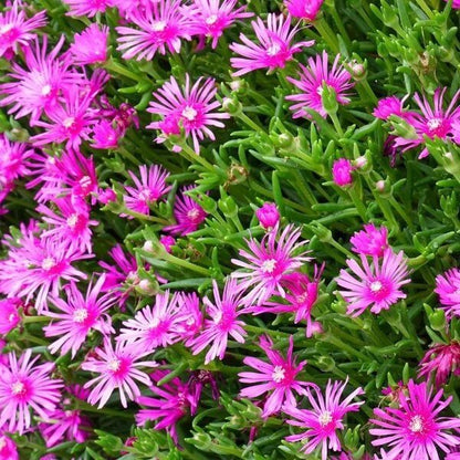 Delosperma Cooperi Seeds - Succulent Plant Seeds for Home Gardens
