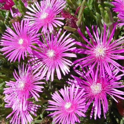 Delosperma Cooperi Seeds - Succulent Plant Seeds for Home Gardens